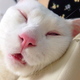 Illustration for article titled The Cat with the Ugliest Sleeping Face in Japan